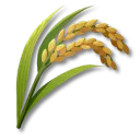稻米