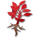 血紅藥草