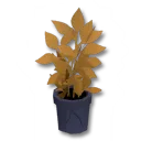 溫馨小型花盆裝飾箱