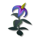躲躲花