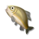 布雷夫尼鯉魚