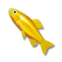 黃金鱒魚
