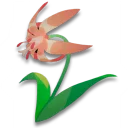 粉紅鸚鵡花