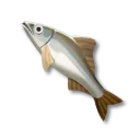 香魚
