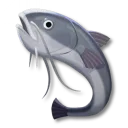 鯰魚