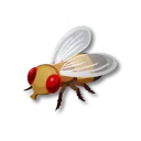 果蠅