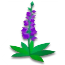 薰衣草花