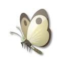白花蝶