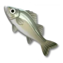 鱸魚